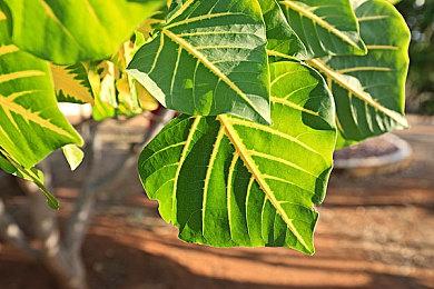 《宝可梦Home》2.0版本即将支持《晶灿钻石＆明亮珍珠》和《阿尔宙斯》