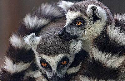 2D动作游戏《幻刃奇美拉》宣布跳票 新发售日期待定